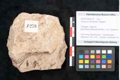 Foto (Objekt + Etikett) von Araucaria sternbergii Goeppert (NHMW-GEO-2024-0188-8279)